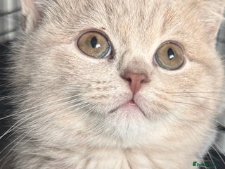 British Shorthair cats Bsh Cute Teddy Bears - Advert 5