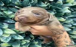 Miniature Dachshund dogs for sale: Long haired Isabella and tan miniature dachshund  - Image 18