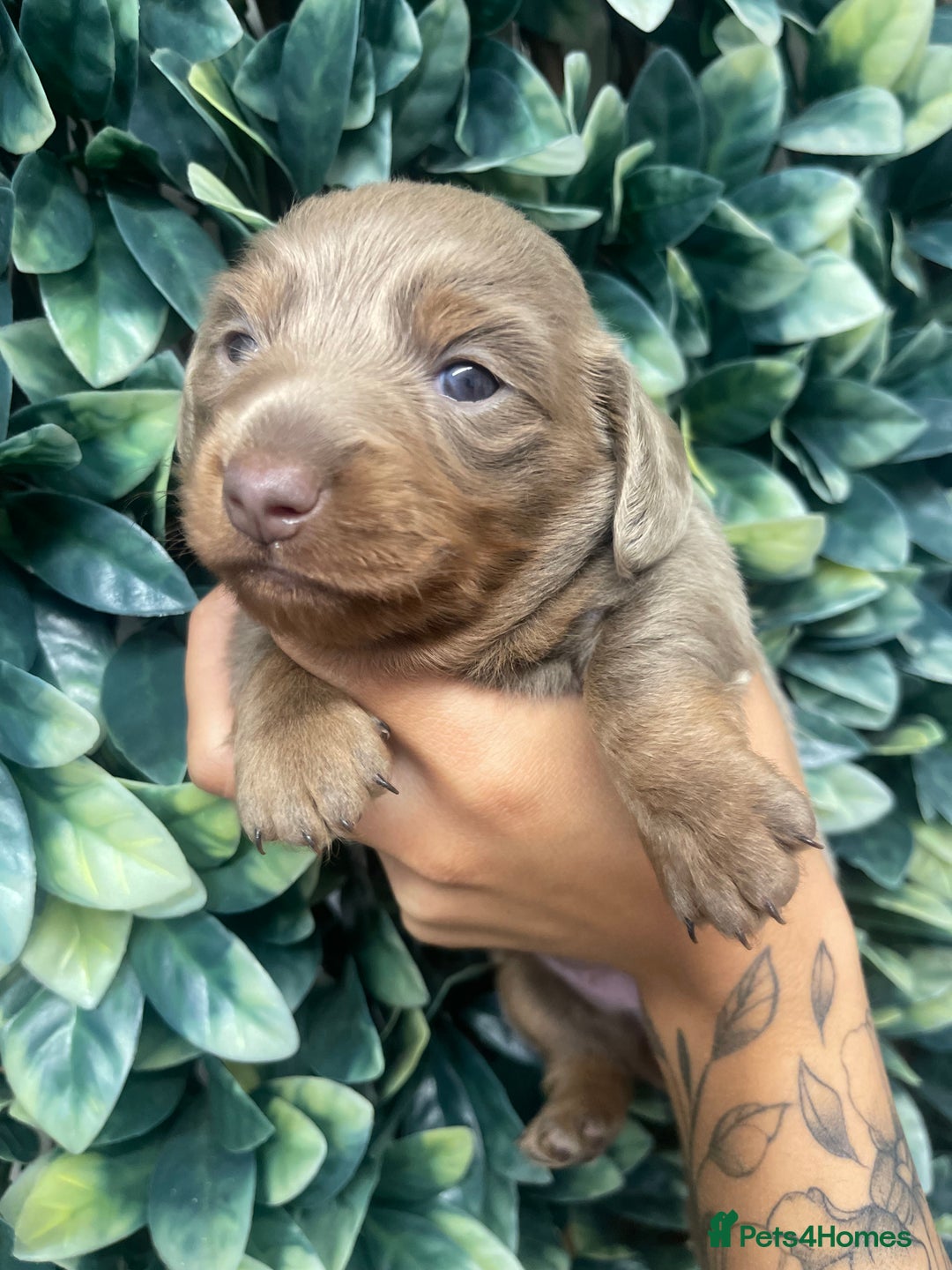 Miniature Dachshund dogs for sale: Long haired Isabella and tan miniature dachshund  - Image 18