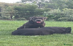 Mixed Breed dogs for sale: Puppies  - Image 12