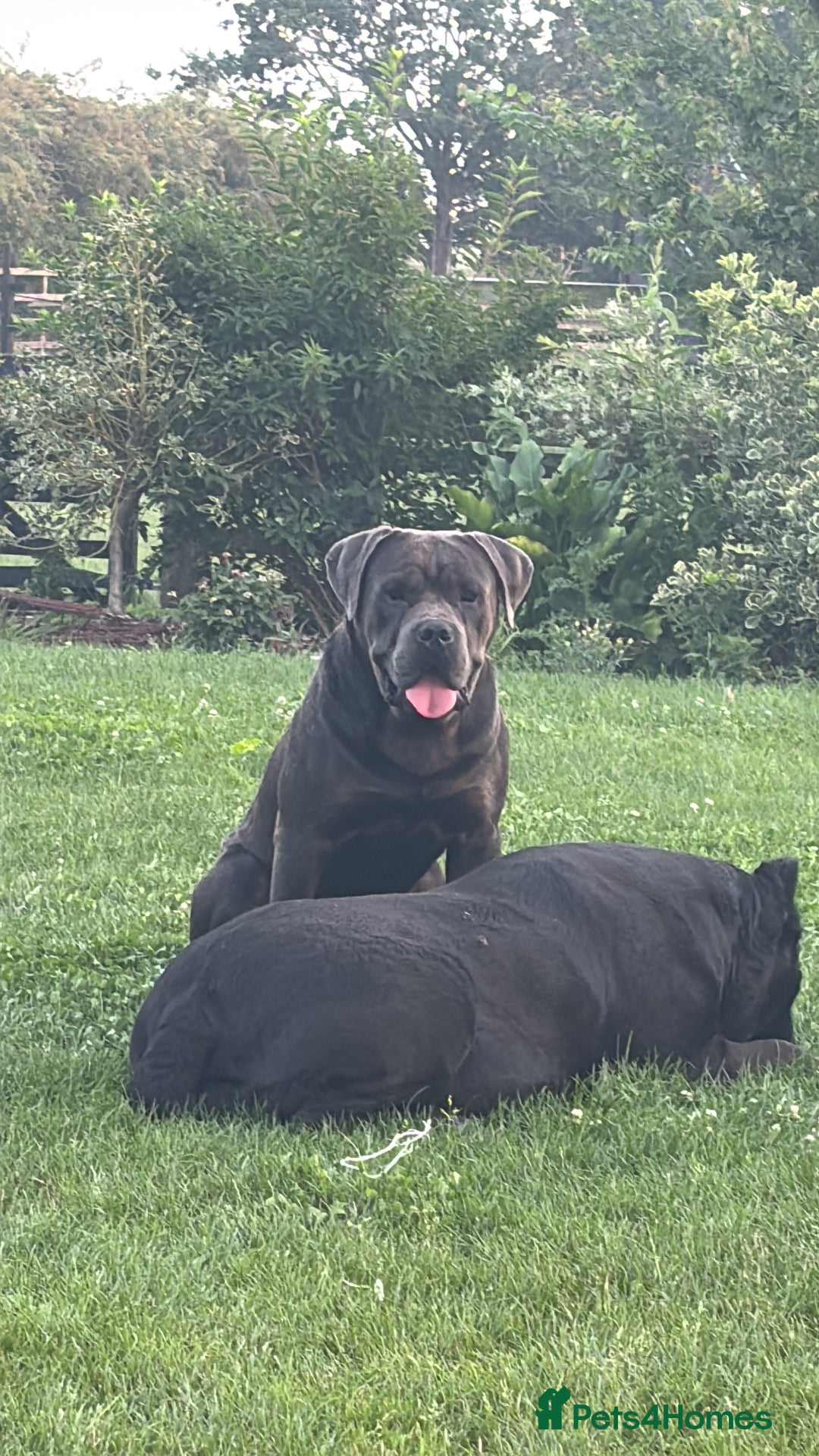 Mixed Breed dogs for sale: Puppies  - Image 12