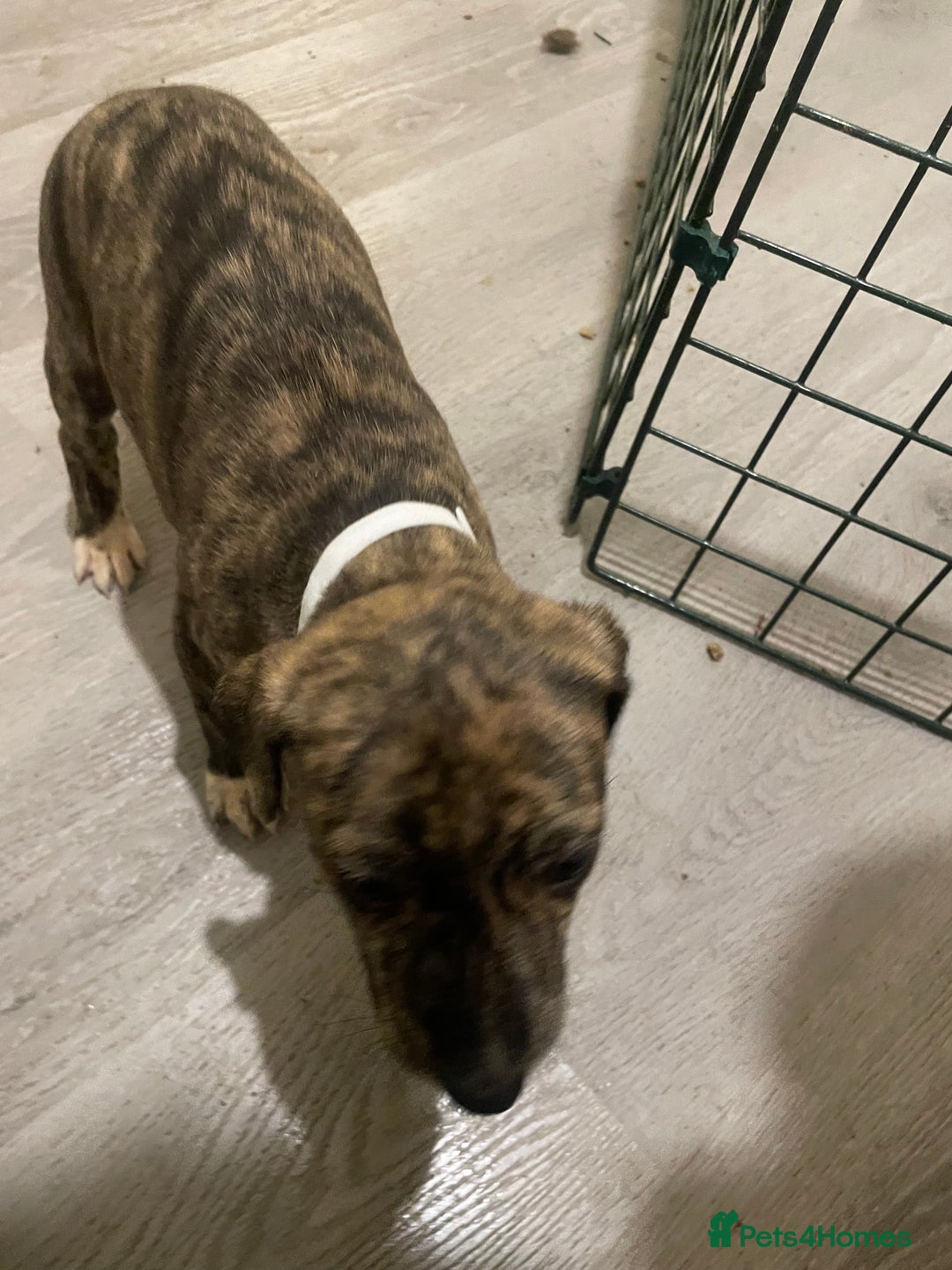 Lurcher dogs for sale: Greyhound/deerhound brindle lurchers - Advert 4