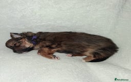 Mixed Breed dogs for sale: Yorkshire Terrier x Pomeranian Puppys - Advert 19