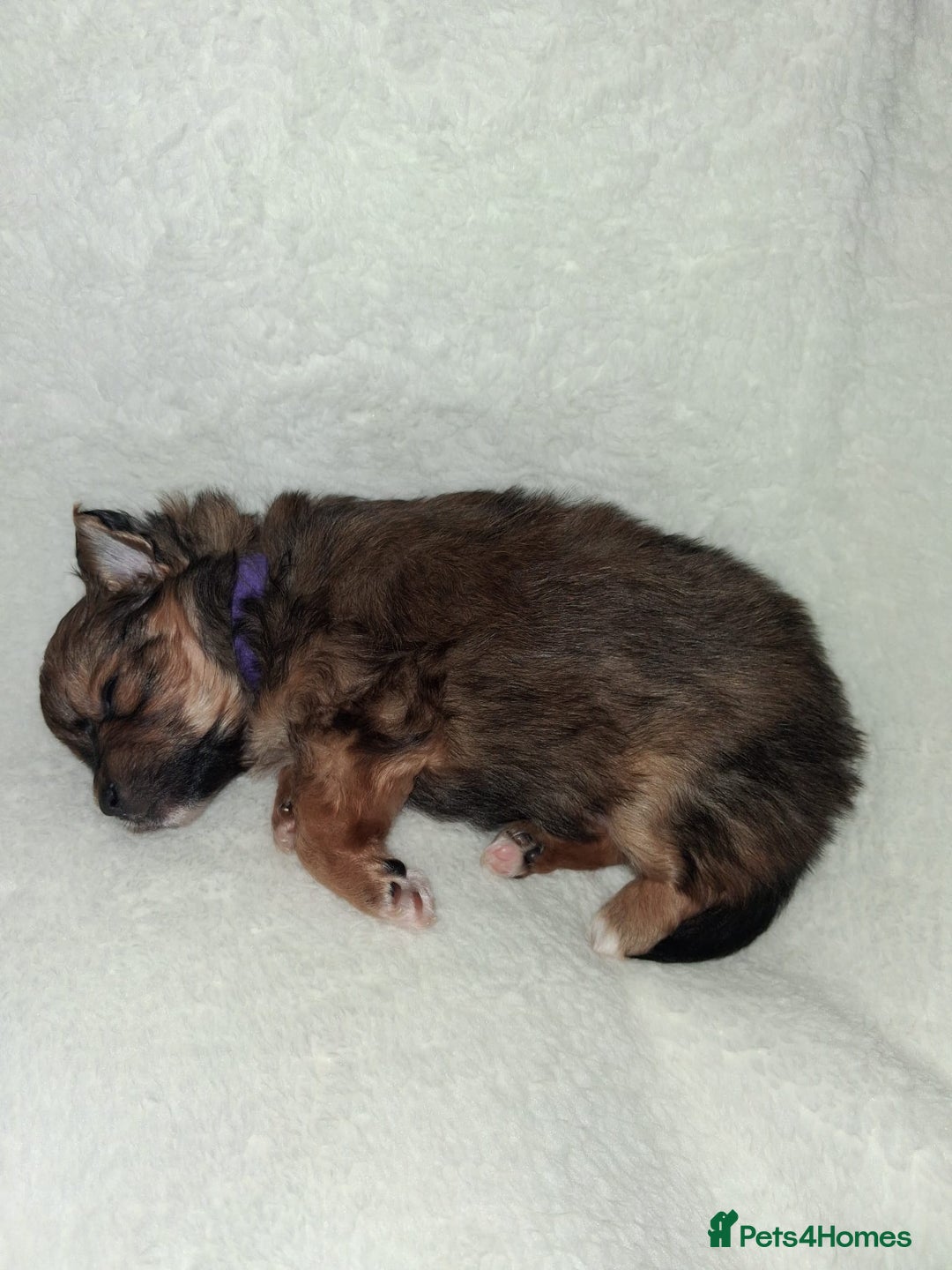 Mixed Breed dogs for sale: Yorkshire Terrier x Pomeranian Puppys - Advert 19