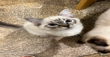 Ragdoll cats Luxury Pedigree (GCCF) Ragdoll - Advert 12