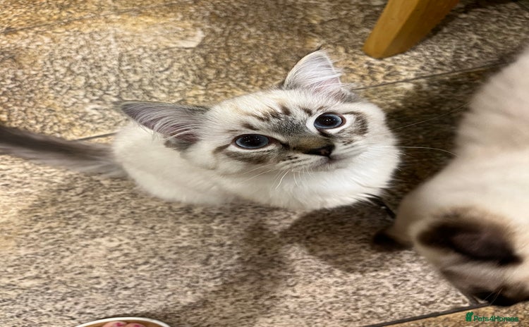 Ragdoll cats Luxury Pedigree (GCCF) Ragdoll - Advert 3