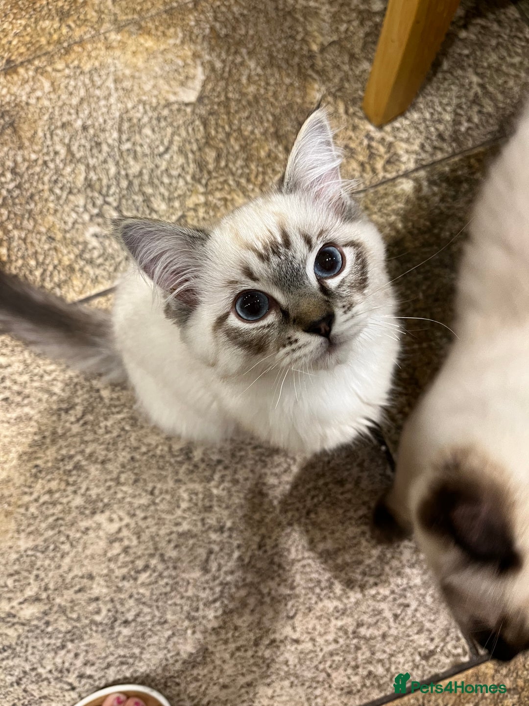 Ragdoll cats for sale: Luxury Pedigree (GCCF) Ragdoll - Advert 2