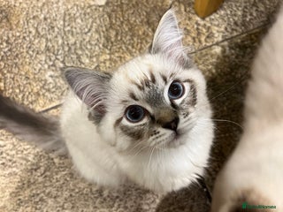 Ragdoll cats Luxury Pedigree (GCCF) Ragdoll - Advert 2