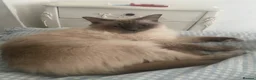 Ragdoll cats for sale: Ragdolls  - Advert 2