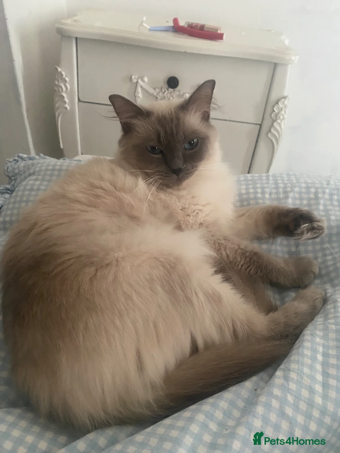 Ragdoll cats for sale: Ragdolls  - Advert 2
