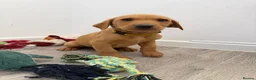 Labrador Retriever dogs for sale: Labrador puppies from a loving family home. - Advert 5