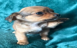 Chihuahua dogs for sale: Chihuahua X Puppies - Image 11