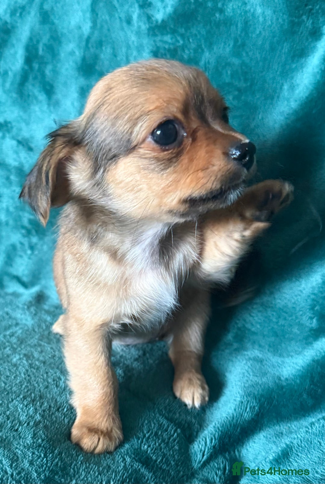 Chihuahua dogs for sale: Chihuahua X Puppies - Image 11