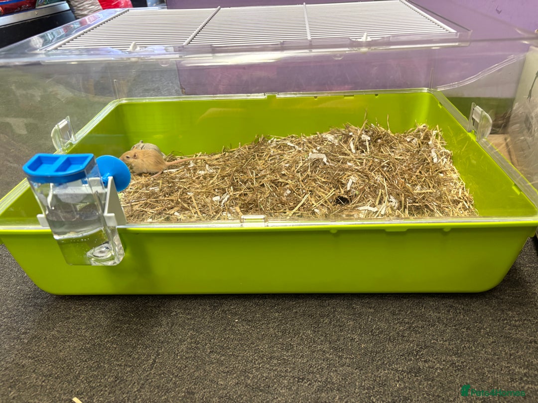 Gerbil rodents for sale: Friendly pet gerbils boys and girls  - Advert 10