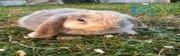 Mini Lop rabbits for sale: Mini Lop Rabbits For Sale  - Advert 10