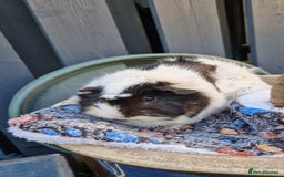 Guinea Pig rodents for sale: Beautiful abyssinian breed  - Image 3