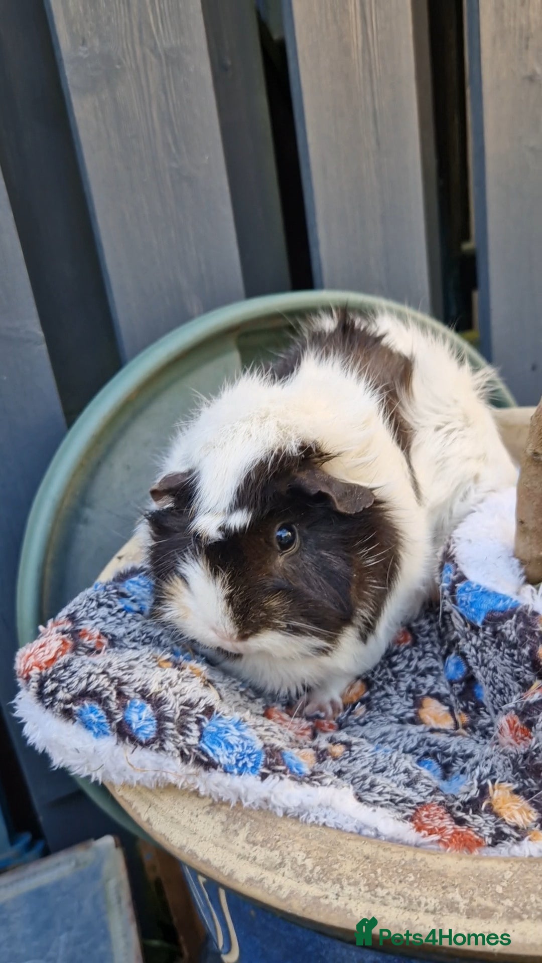 Guinea Pig rodents for sale: Beautiful abyssinian breed  - Image 3