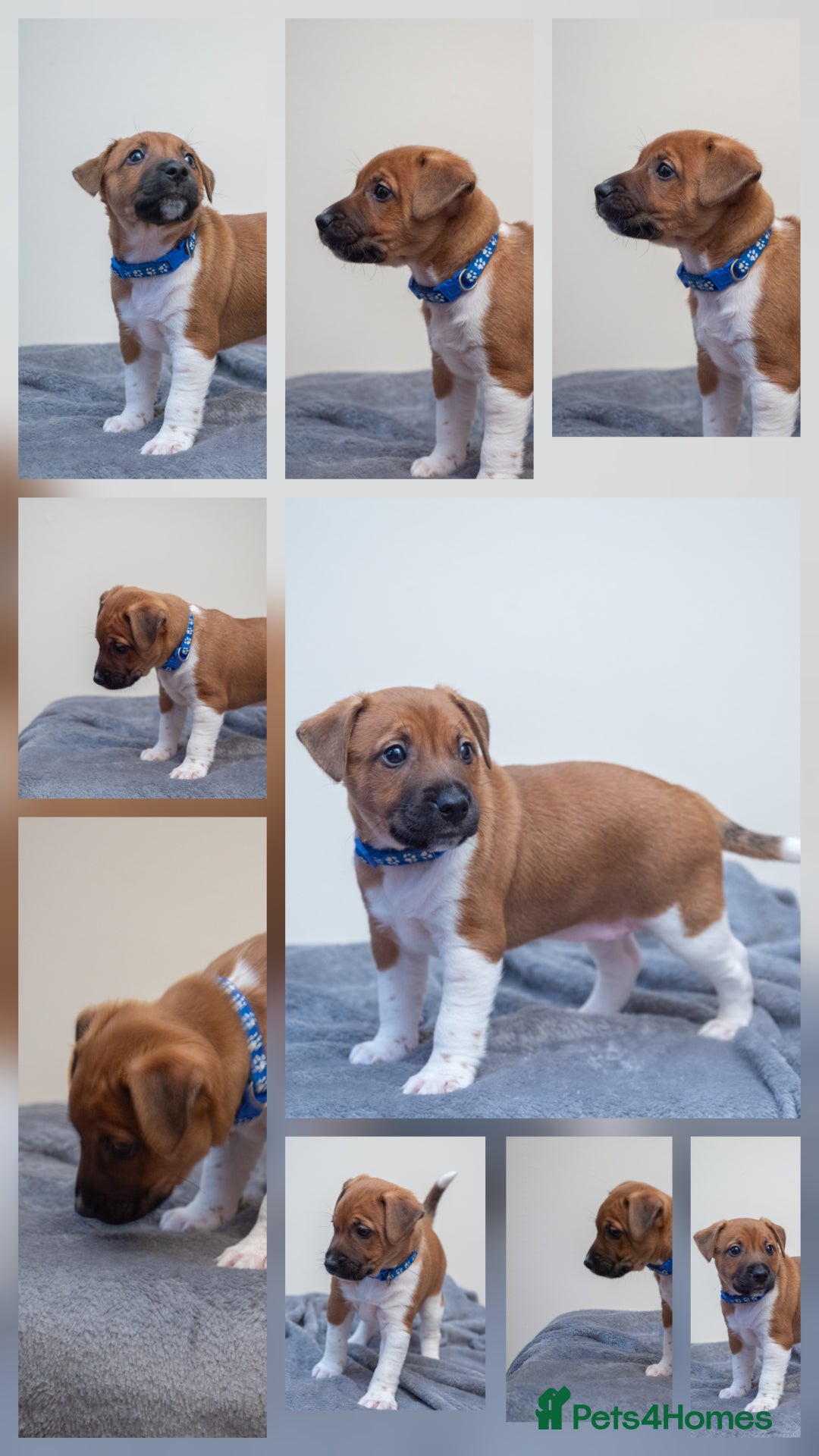 Plummer Terrier dogs for sale: Lovely Plummer Pupps - Advert 17