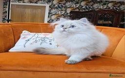 British Longhair cats for sale: Excellent Scottish straight Highland Kittens - Image 27