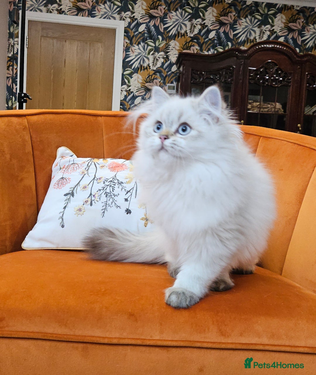 British Longhair cats for sale: Excellent Scottish straight Highland Kittens - Image 27