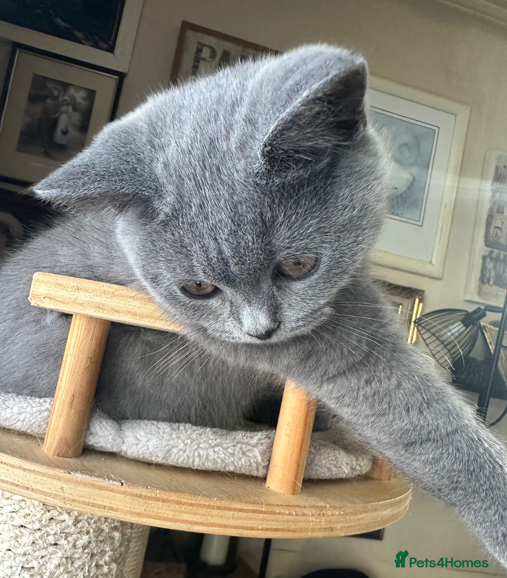 British Shorthair cats Pure Pedigree GCCF-Registered kittens  - Advert 14