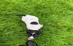English Springer Spaniel dogs for sale: FTCH WORKING SPRINGERS - Image 4