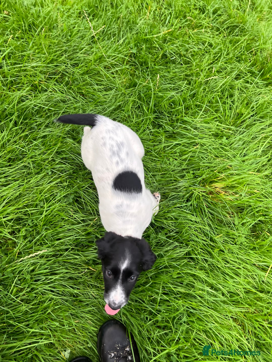 English Springer Spaniel dogs for sale: FTCH WORKING SPRINGERS - Image 4