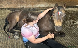Welsh Section B horses for sale: sad sale of the most beautiful little dun mare! - Image 14