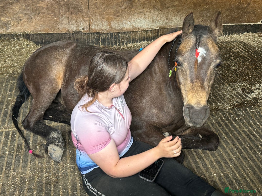 Welsh Section B horses for sale: sad sale of the most beautiful little dun mare! - Image 14