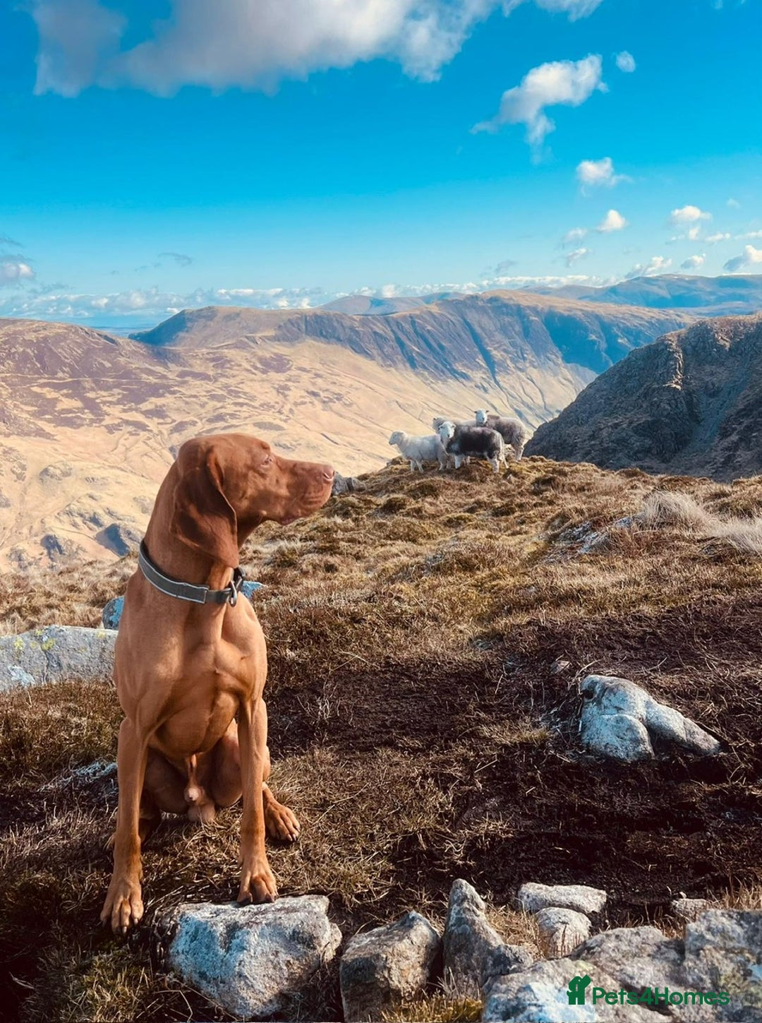 Hungarian Vizsla dogs for sale: Hungarian Vizsla Puppies - Advert 9