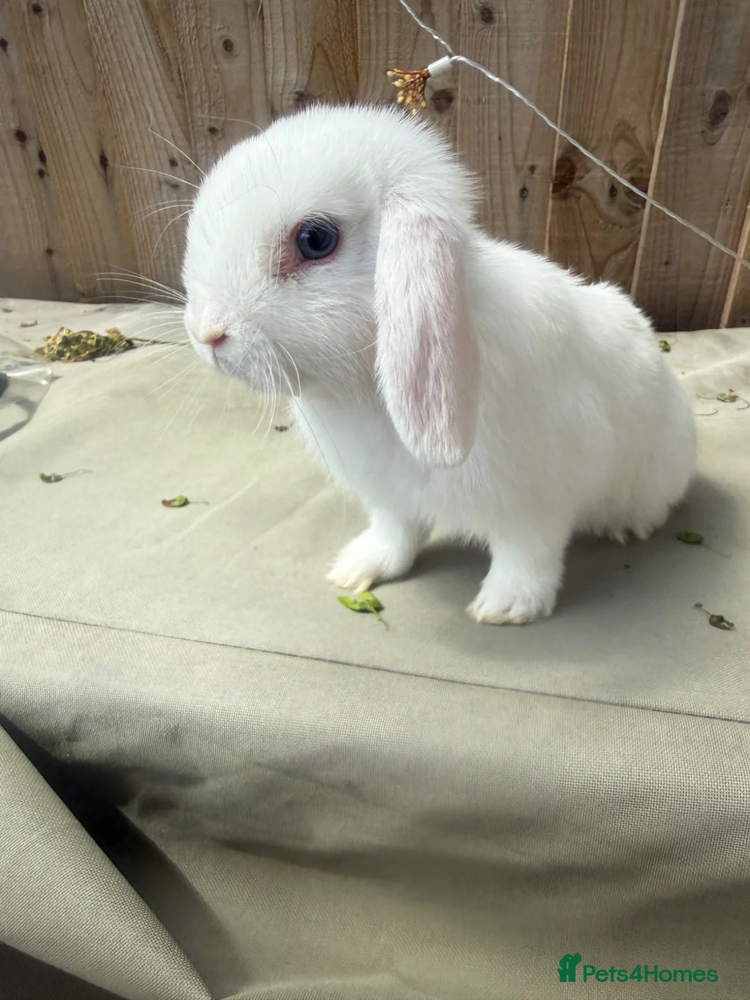 Mini Lion Lop rabbits for sale: Female Baby mini lion lop - Advert 7