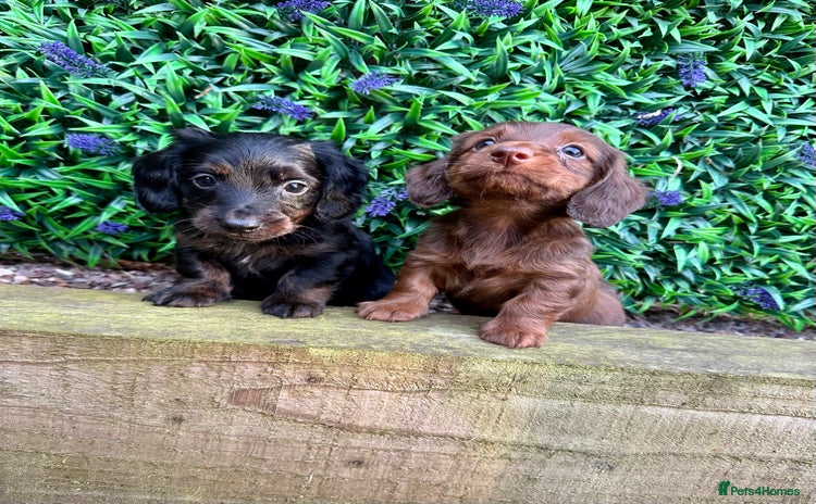 Miniature Dachshund dogs - Advert 11