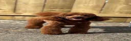 Cockapoo dogs for sale: Stunning fluffy deep red Cockapoos - Advert 24