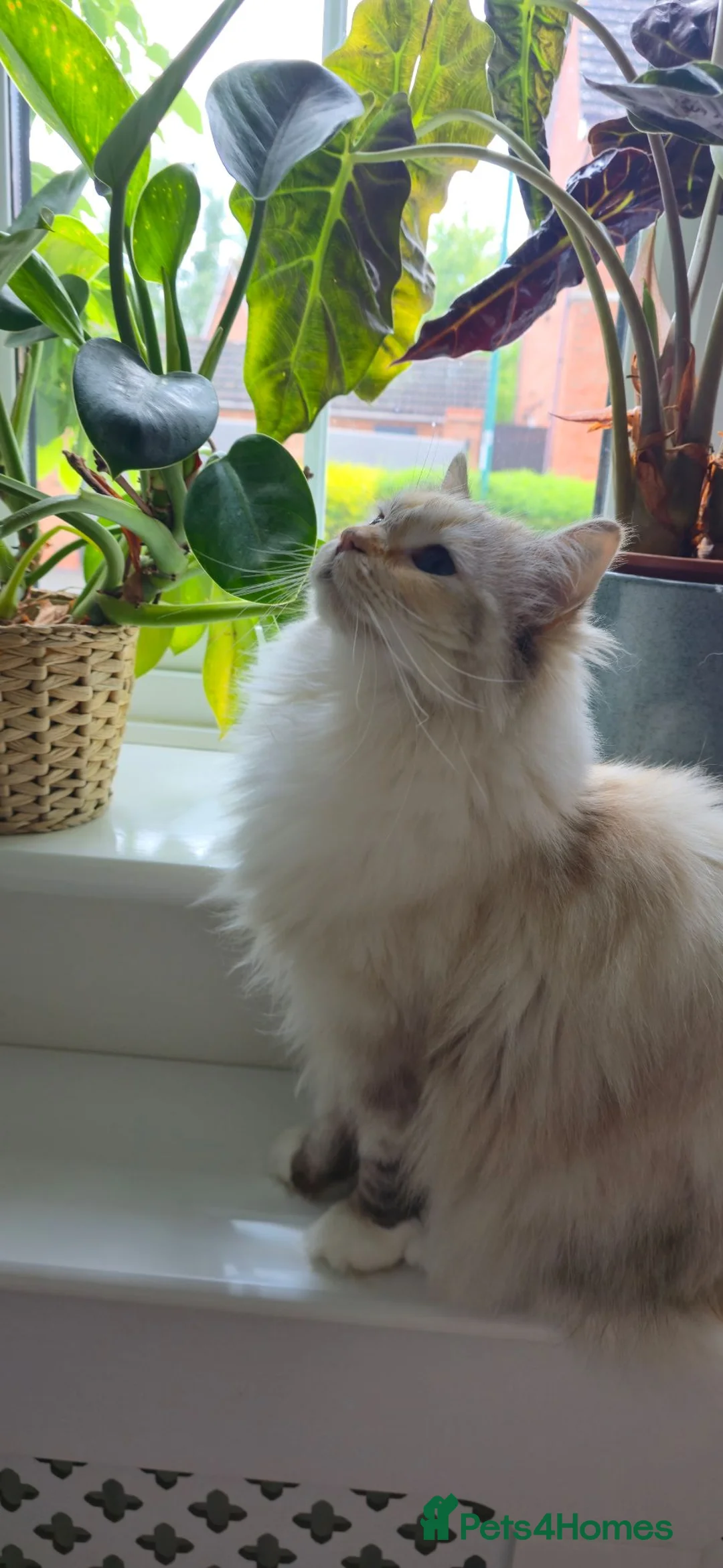 Ragdoll cats for sale: GCCF registered retired female Ragdoll Queen - Advert 12
