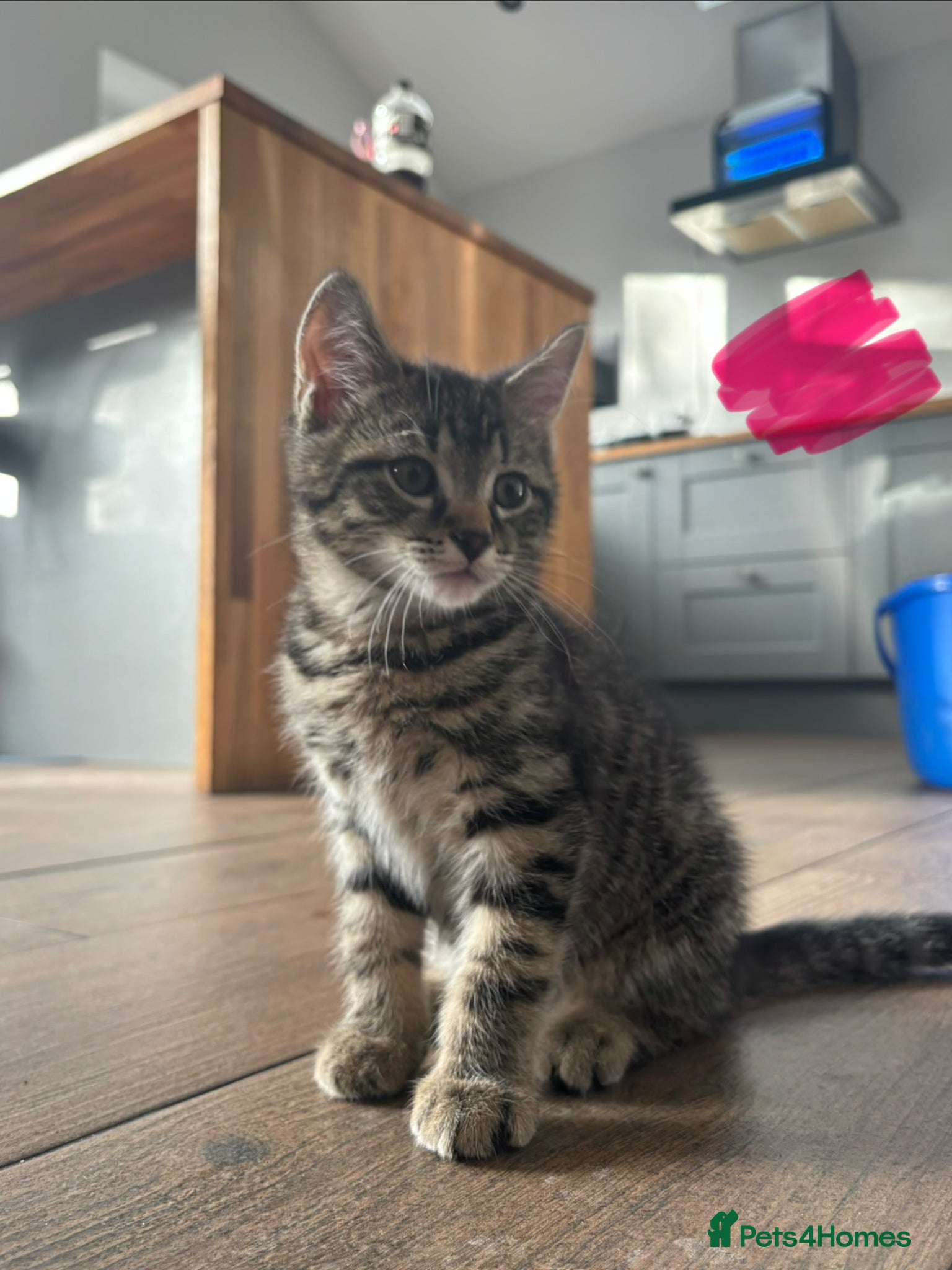 Mixed Breed cats for sale: 10 week old kittens for sale :) - Advert 3