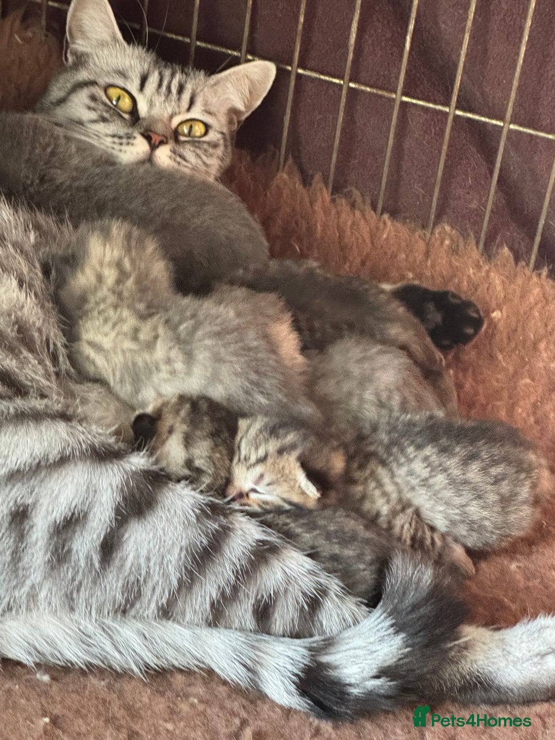 Scottish Fold cats for sale: Scottish straights  - Image 26