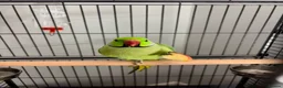 Ringnecks birds for sale: Beautiful Indian ringneck  in Corby - Advert 4
