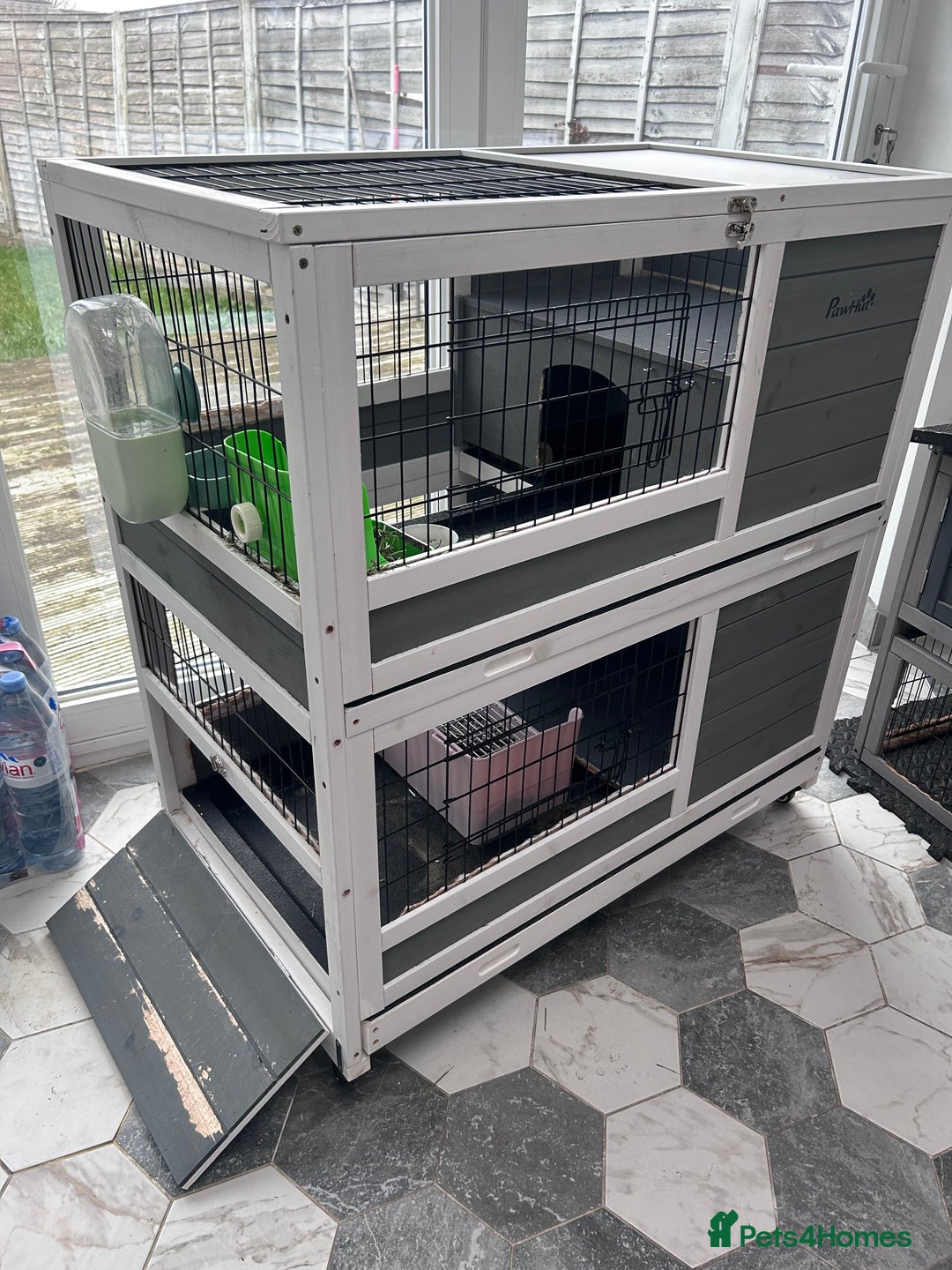 Mini Lop rabbits for sale: 2 Female Mini Lop Bunnies looking for new home - Advert 13