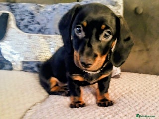 Dachshund dogs - Advert 1