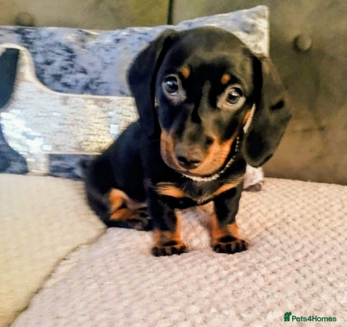 Dachshund dogs - Advert 2