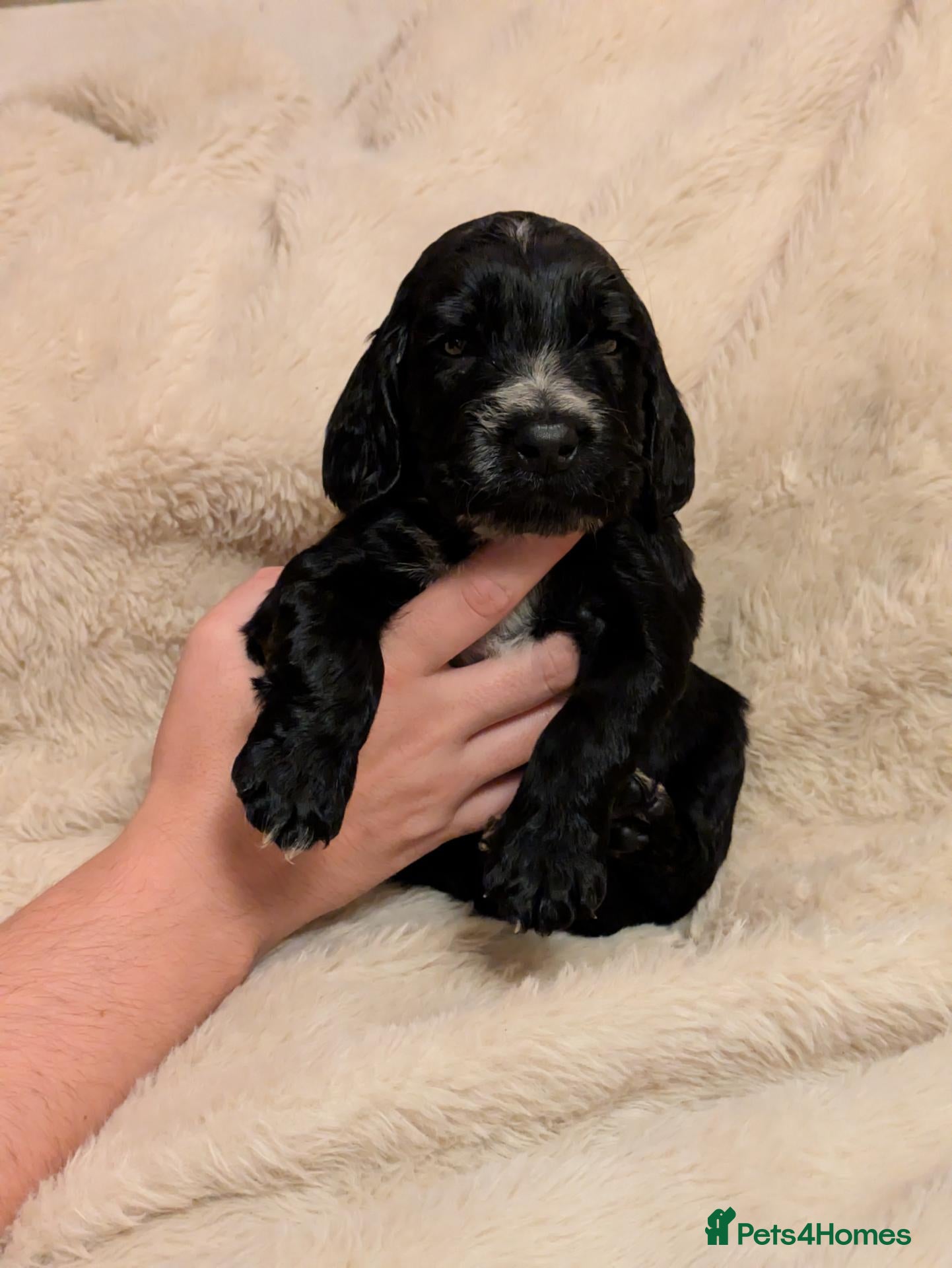 Cocker Spaniel dogs 🐾🐶Beautiful black show type cocker spaniels 🐾🐶 - Advert 4