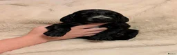 Cocker Spaniel dogs for sale: 🐾🐶Beautiful black show type cocker spaniels 🐾🐶 in Alton - Advert 1