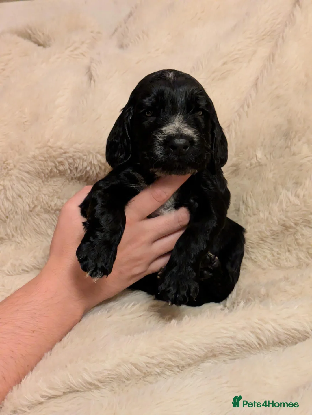 Cocker Spaniel dogs for sale: 🐾🐶Beautiful black show type cocker spaniels 🐾🐶 in Alton - Advert 1