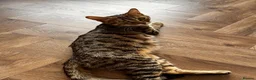 Bengal cats for sale: Beautiful Half Bengal Kittens - Ready Soon - Advert 5