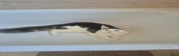 Maine Coon cats for sale: Stunning Pure Maine Coon Kitten - Advert 16