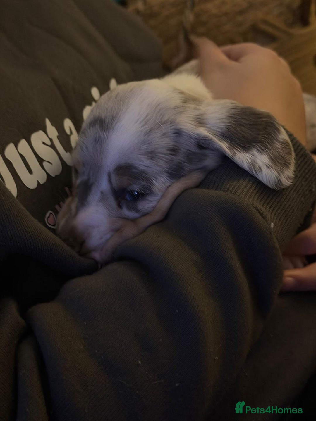 Miniature Dachshund dogs for sale: Beautiful Miniature dachshund pups  - Advert 11