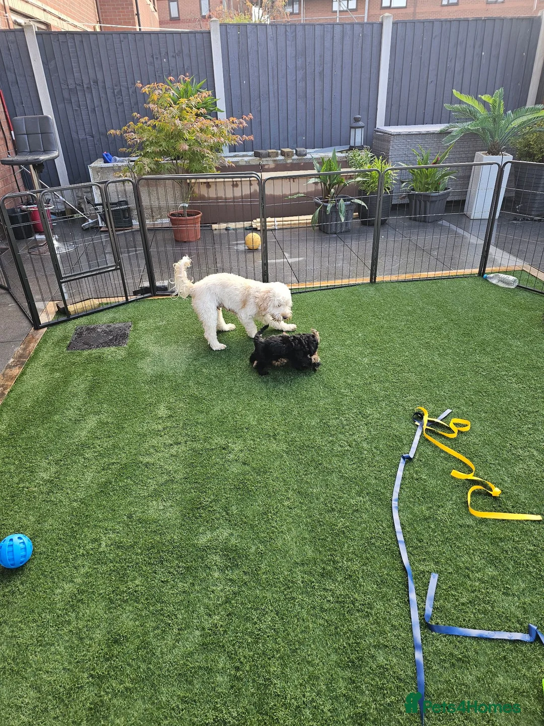 Cockapoo dogs for sale: Pretty little princess. - Advert 9