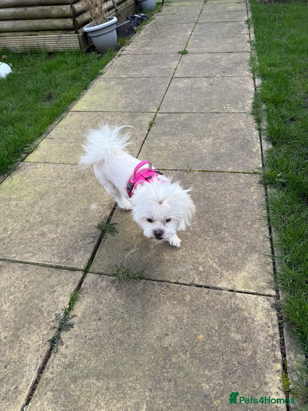 Shih Tzu dogs for stud: Wanting shih tzu to mate with my dog - Advert 2