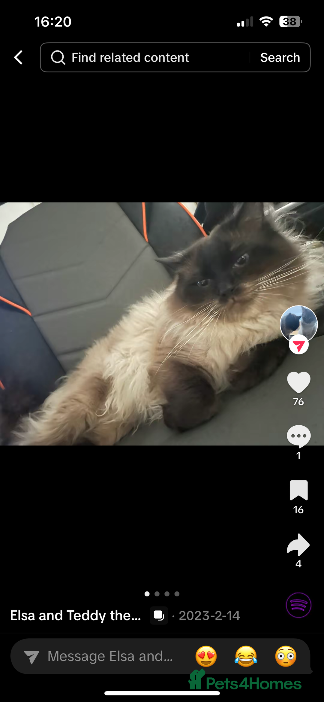 Ragdoll cats for sale: Ragdoll kittens  - Image 12