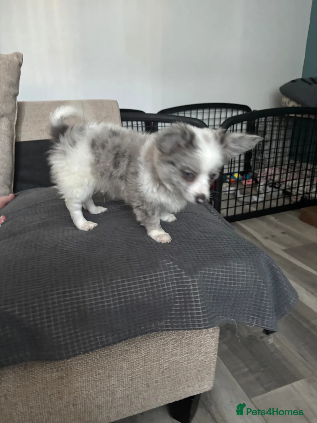 Chiweenie dogs for sale: Adorable Chewini puppies ready for a forever home  - Advert 2